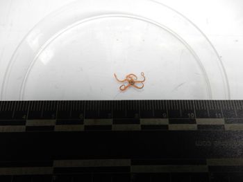 Media type: image; Invertebrate Zoology 137763